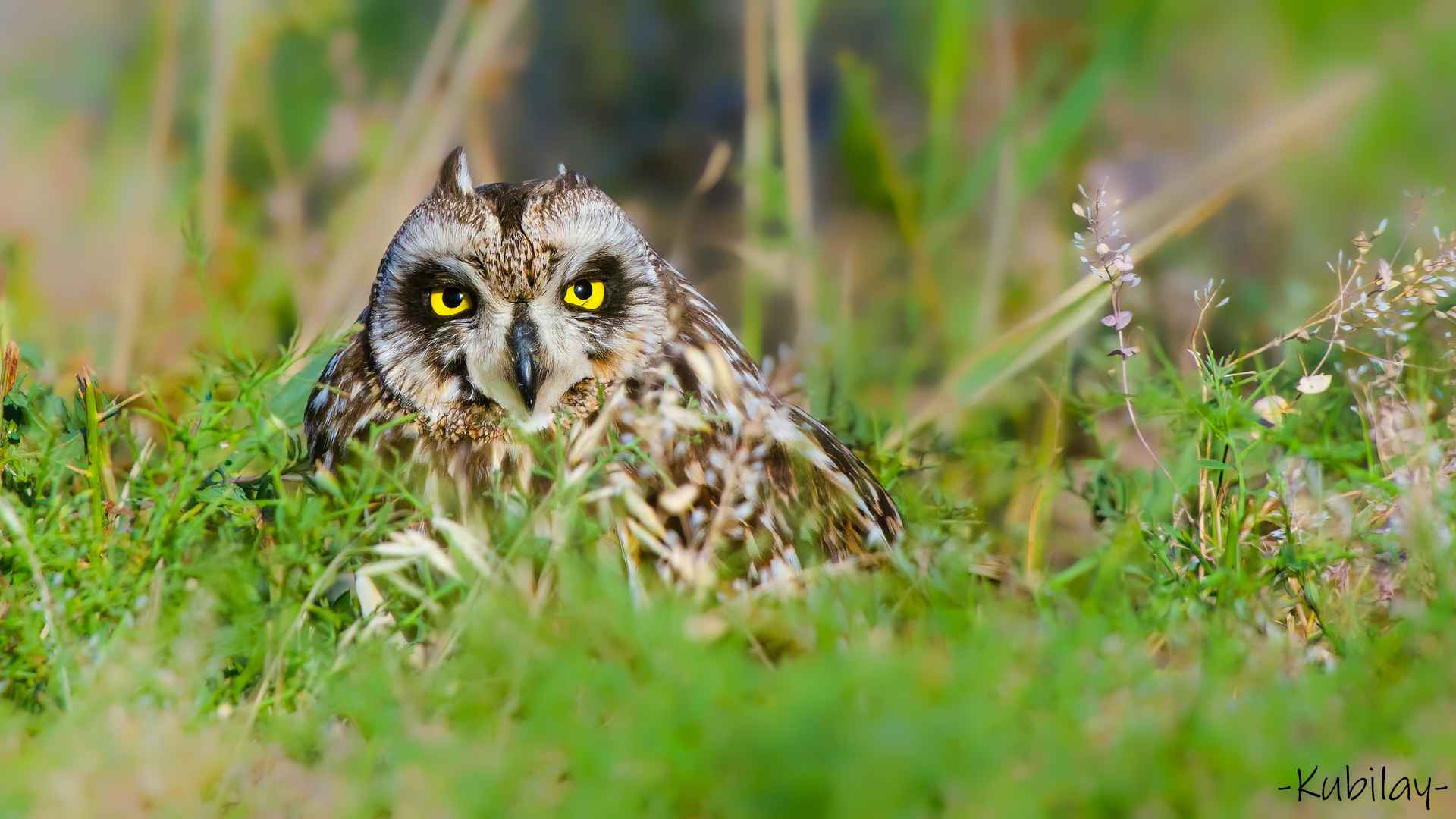 Short-eared Owl